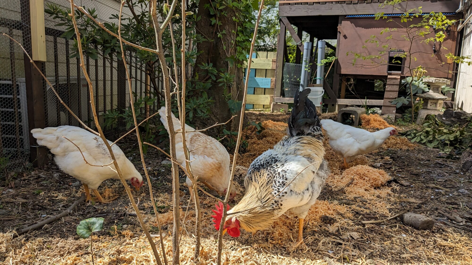 木くずのゆくえ  その①